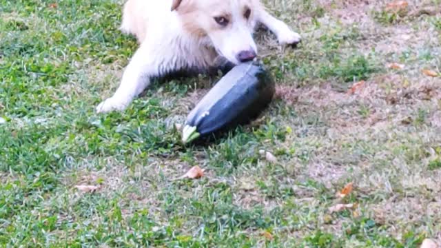 Just a soggy dog and his.....zucchini