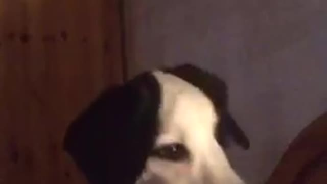 Black white dog in bed listens to owner howl