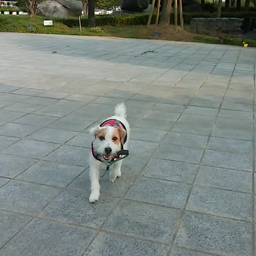 Clever Jack Russell, Get me a leash!