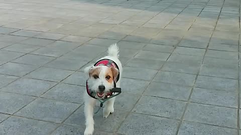 Clever Jack Russell, Get me a leash!