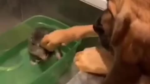 Petting and comforting her new baby sister through her first bath 😇🐱🐶