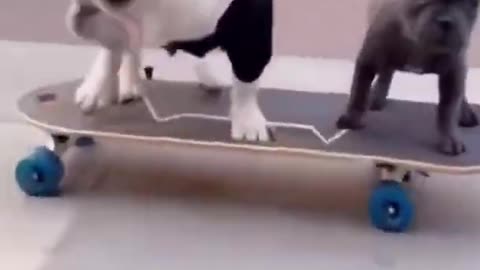 Cute and Funny Dog #shorts#