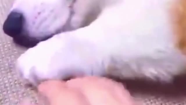 Cute puppy has its persistence