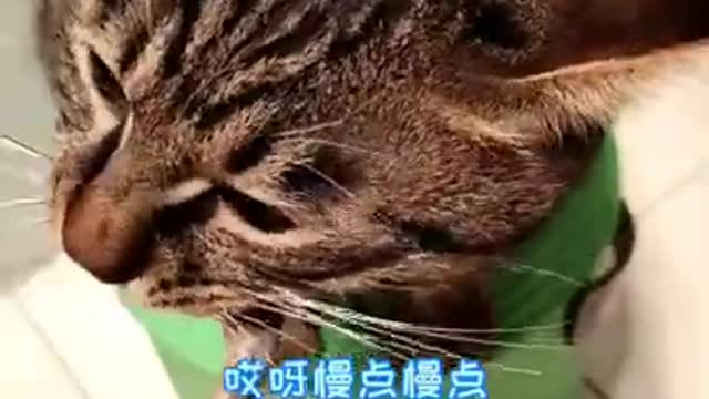 Cat like Fish food | funny cat videos new / funny cat videos