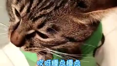 Cat like Fish food | funny cat videos new / funny cat videos