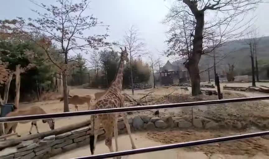 Giraffe watching at the zoo