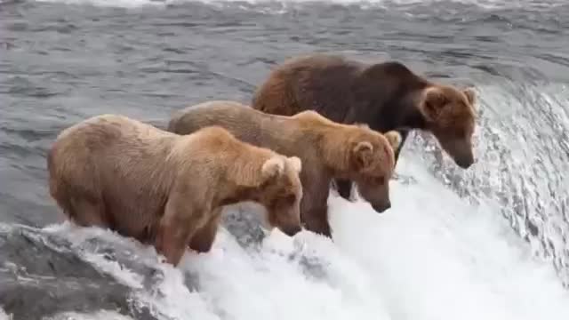 silence! Bears fishing! Fishing day and night