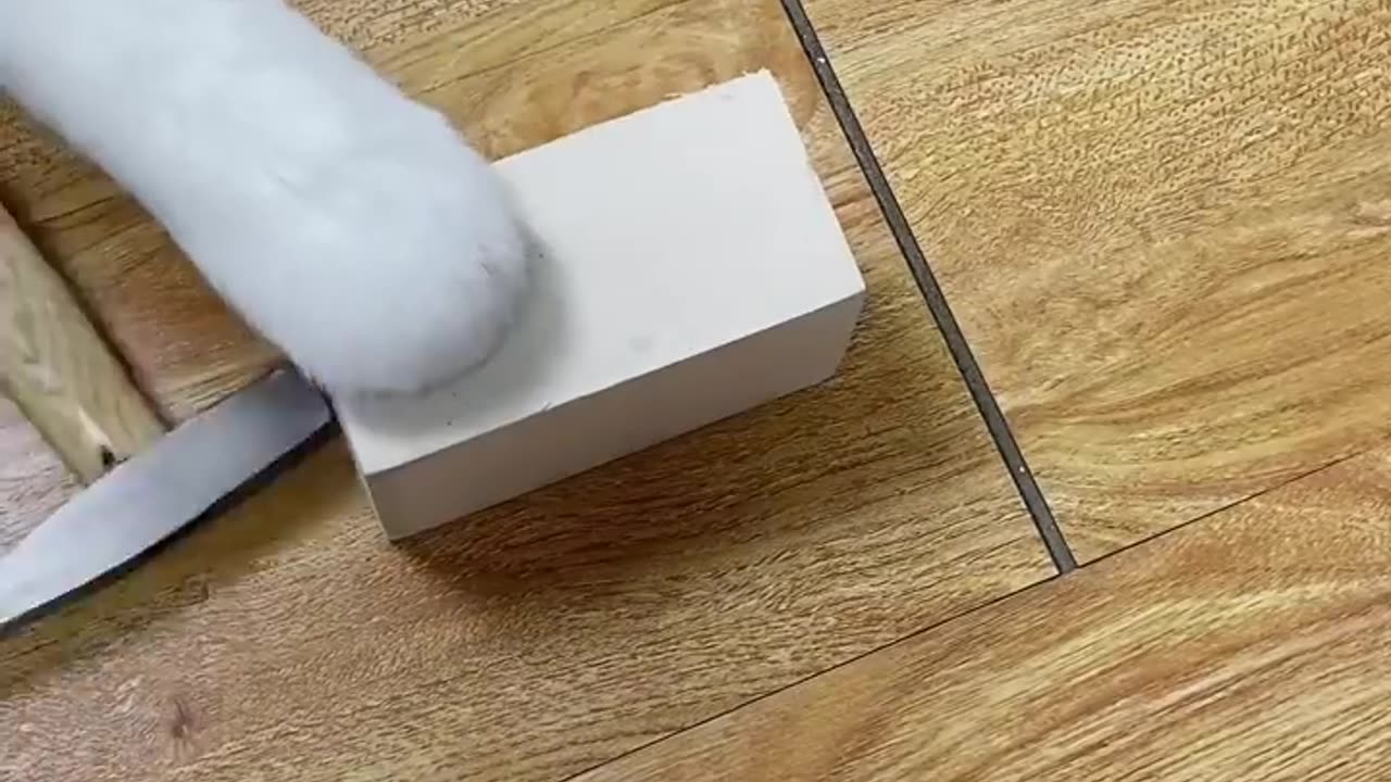 Purr-fectly Handy: That Little Puff's Ultimate Tool Time Compilation!