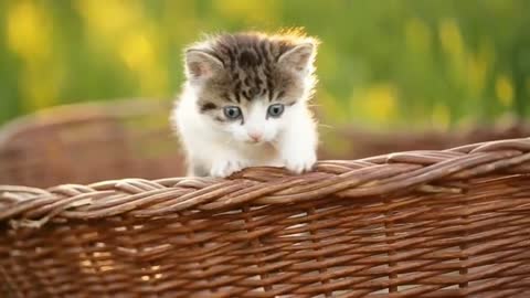 cute kitten playing gatinhos brincando é miando