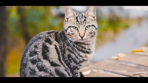 Cat looking