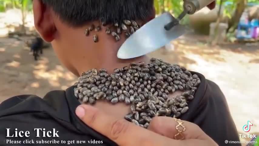 Infestação de carrapato - como tratar
