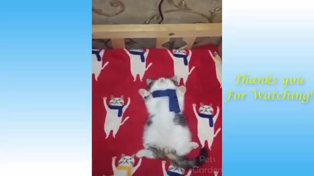 Cat love it !! Here we are with beautiful pets and funny animals