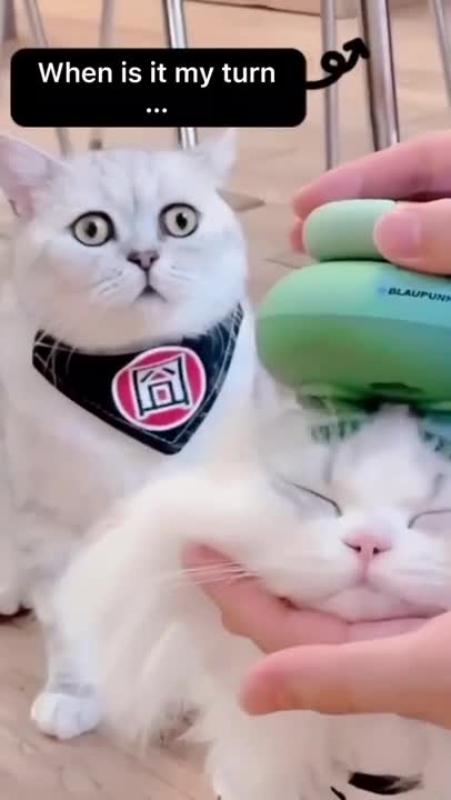 Baby Cats - Cute and Funny Cat Videos Compilation #34 | Aww Animals