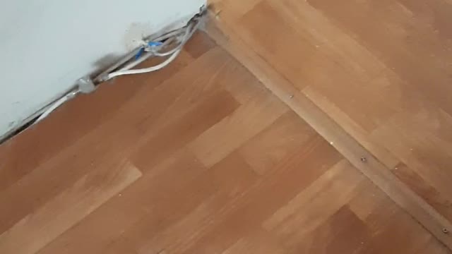Жизнь кошки