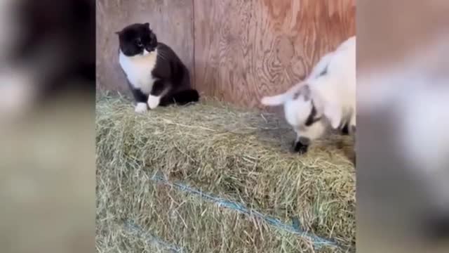 Funny cat 🐱 but love is cat