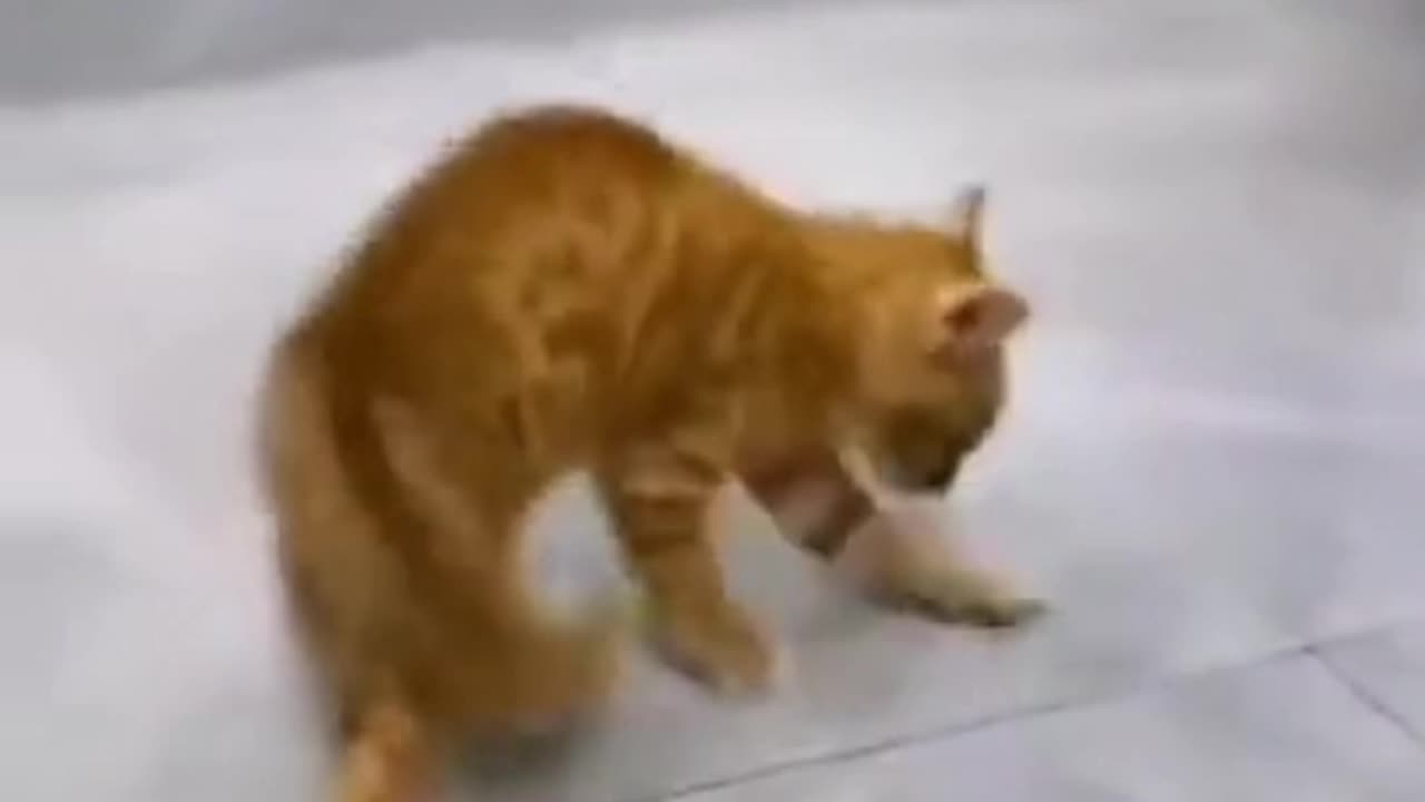 Cat dance like mical jaksan 😹 || cat comedy video