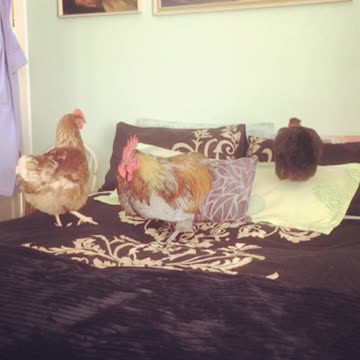 Toxteth O'Grady USA searching for a nesting spot part two