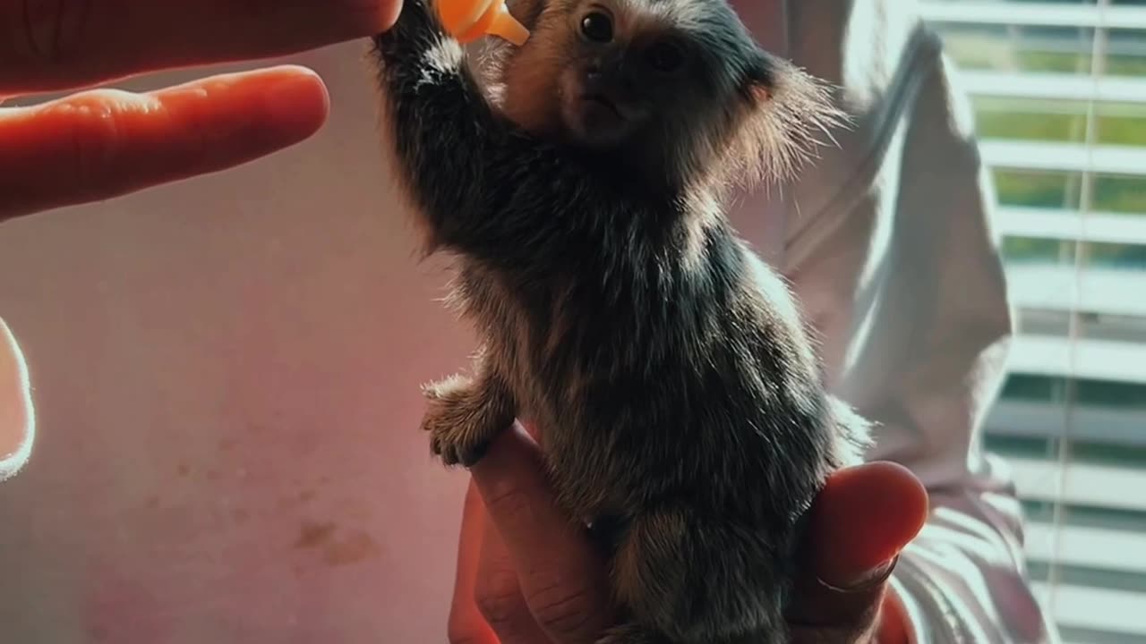 Baby Marmoset Enjoys his Bottle & Hanging out in the Blinds in the Sun