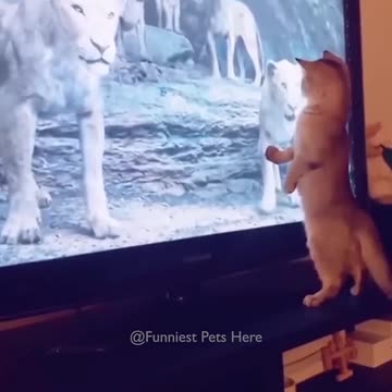 Funniest pets😁😁