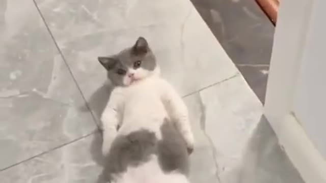 Super lazy cat _ Cute Cats _ Cutest Cats Compilation 2021 074