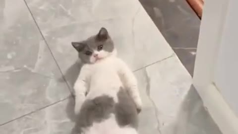 Super lazy cat _ Cute Cats _ Cutest Cats Compilation 2021 074