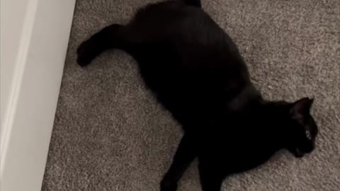 Adopting a Cat from a Shelter Vlog - Cute Precious Piper Does a Long Kitty in the Morning #shorts