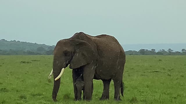 Elephant with baby