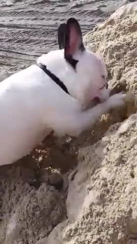 Cachorro de Bulldog Francés exultante por jugar en la arena