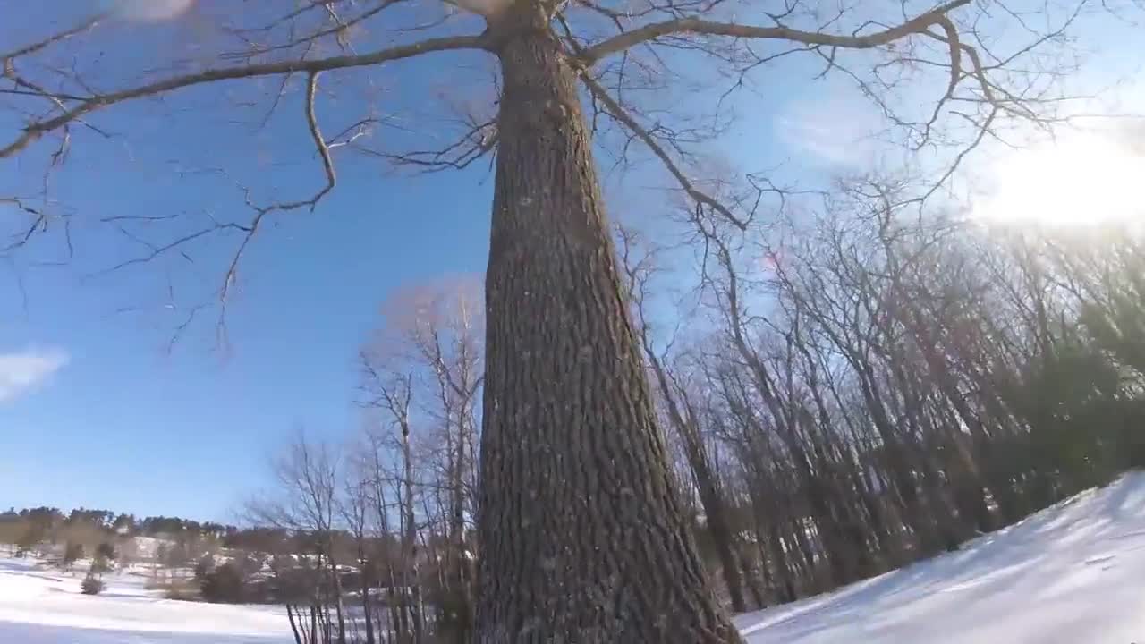 GoPro en el lomo de un perro capta la emoción de un paseo en la nieve