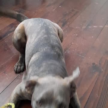 CLAIRE BEAR 🐻 SWEEPS THE FLOOR