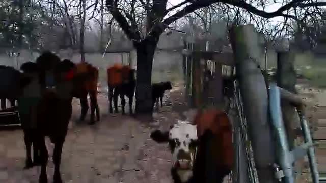 Spring Calves (so far)