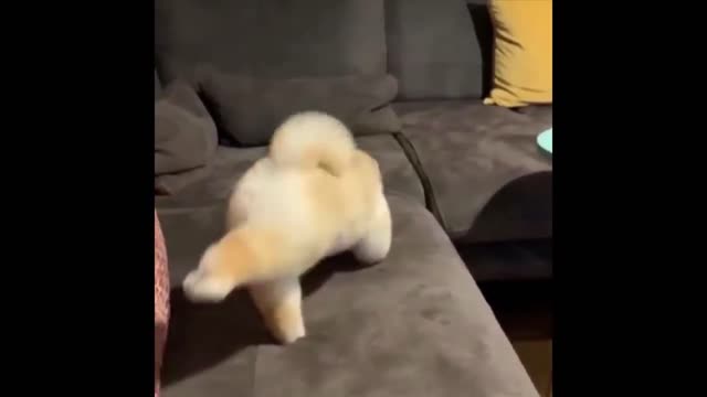 puppy stretches legs