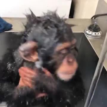 Adorable Baby Chimp Takes ‘Solo’ Bath To Get Squeaky-Clean