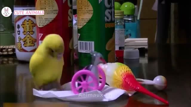 funny parrots for laughing