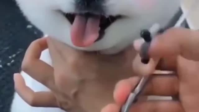 DogsFunnyVideos!(trynottolaugh)😂