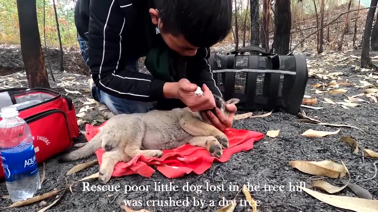 Rescue the poor little dog who was crying because of the pain, Dog Saved From Forest Fires