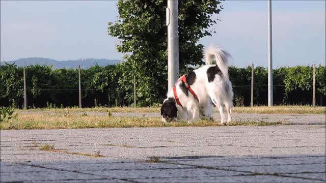 Dog Stock Footage Pet Animal