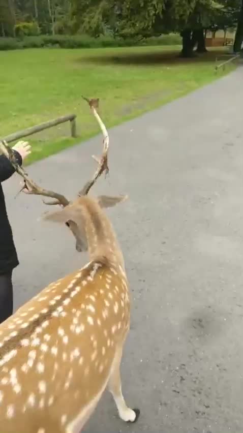 Because the toll road!