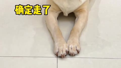 Funny dog part 27