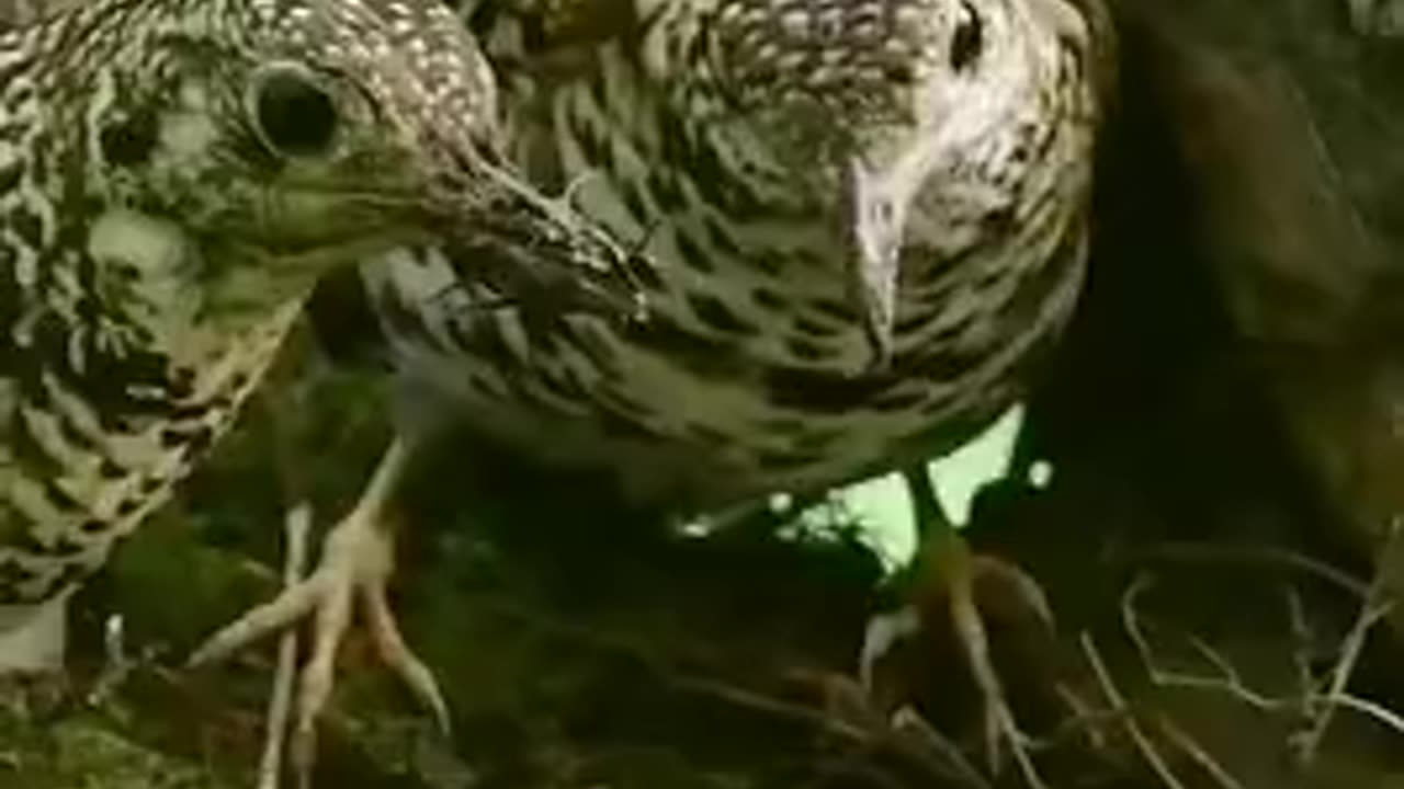 Animal loveIt is God's system to feed as He wills