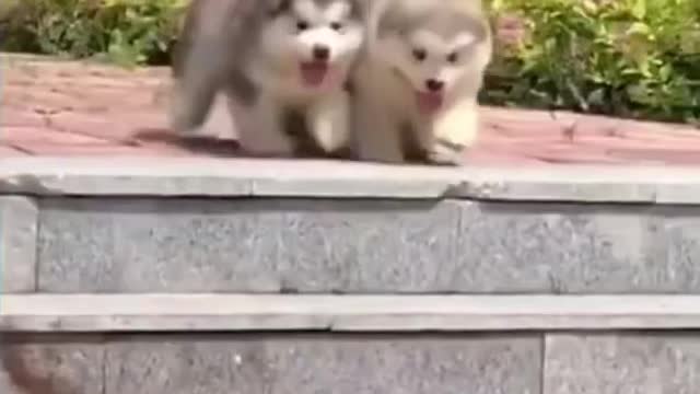 UTE CATS & DOGS FUNNY VIDEOS COMPILATION 2021