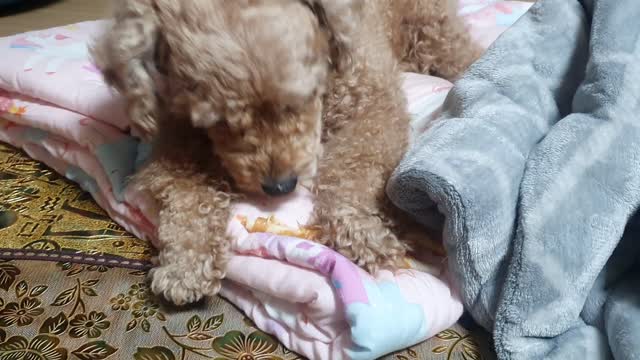 Cute puppy eating snacks