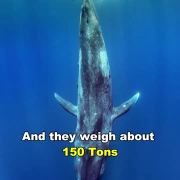Blue Whale | The Largest Animal In The World
