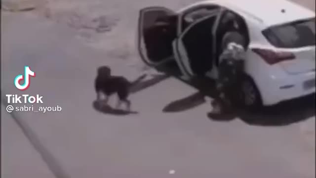 she throw the dog out of the car