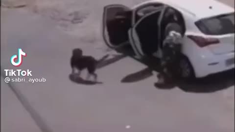 she throw the dog out of the car