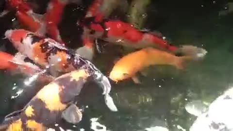 Koi fish pond