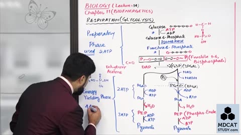 LEC#13 GLYCOLYSIS AND LINK REACTION