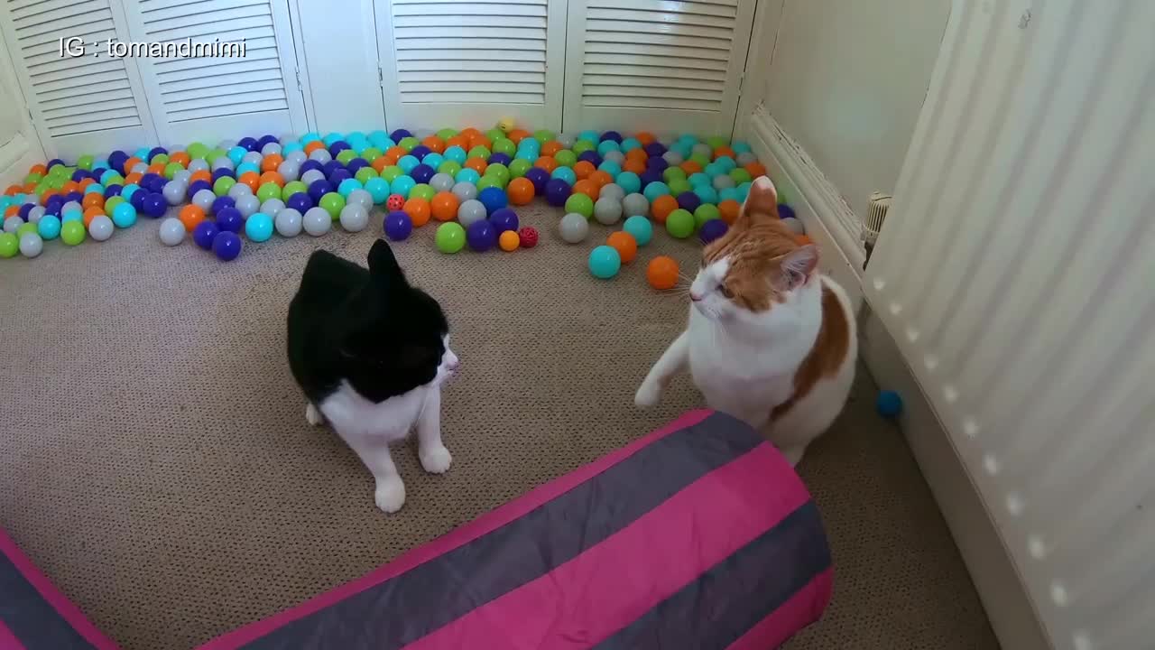 Cats Play Fighting