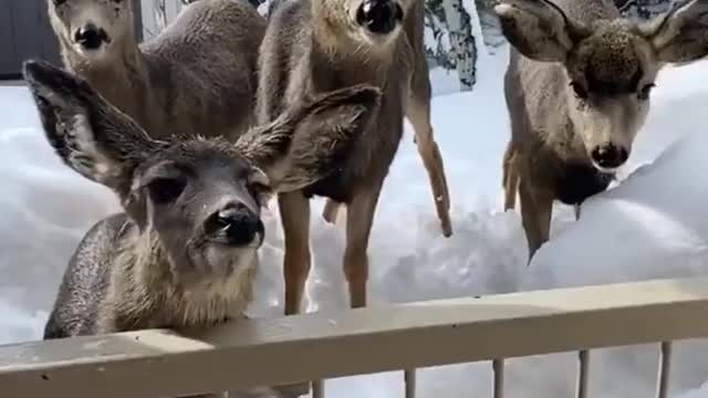 So beautiful raindeers