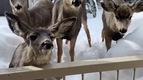 So beautiful raindeers